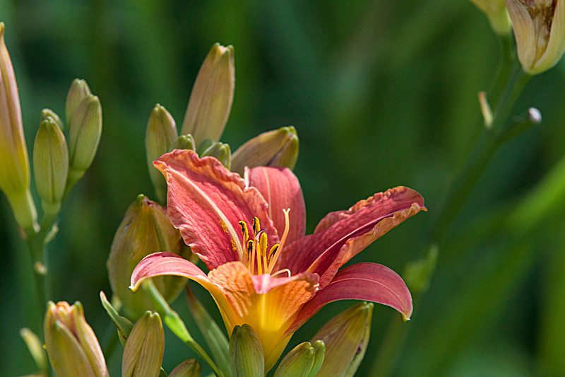 JUNE 2015-44 - FOUR SEASONS MUSEUM GARDENS