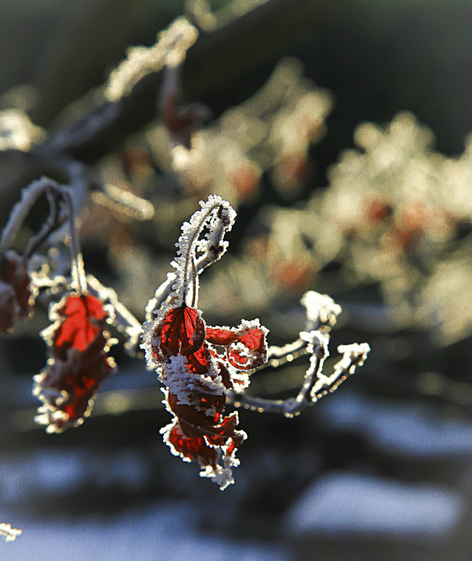 CHRISTMAS RED FROSTED LEAVES - PORTFOLIO 2015