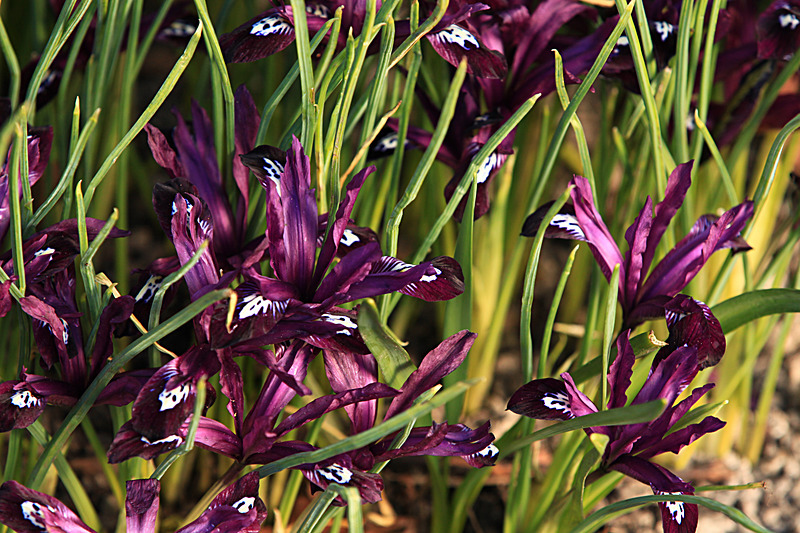 MARCH 2015-6 - FOUR SEASONS MUSEUM GARDENS