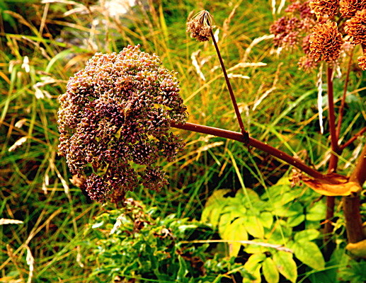 20100901_0278_2 - SCOTLAND 2010