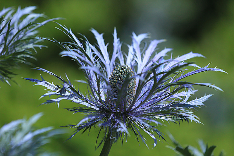 JUNE 2014  -16 - FOUR SEASONS MUSEUM GARDENS