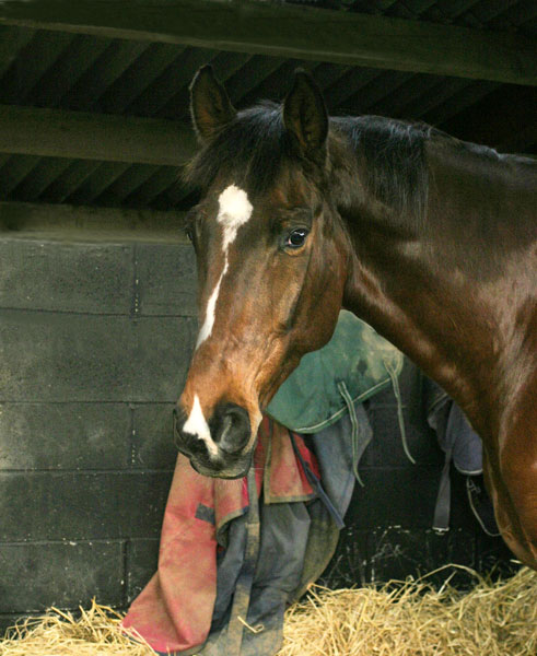 Horse - ANIMALS