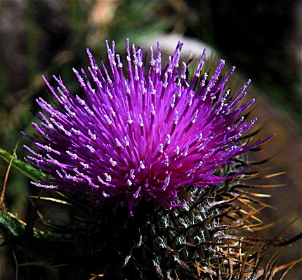 IMG_7333_2 - SCOTLAND 2010