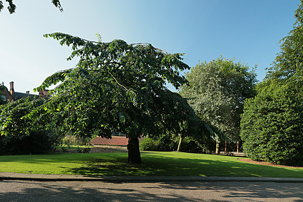 IMGL7661 - MUSEUM GARDENS