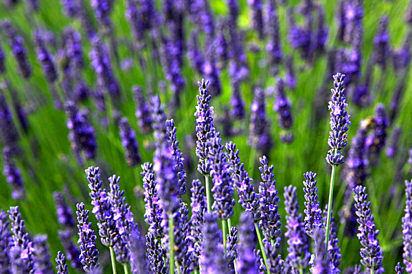 IMG_8769 - Version 2 - LAVENDER FARM  TERRINGTON  YORK