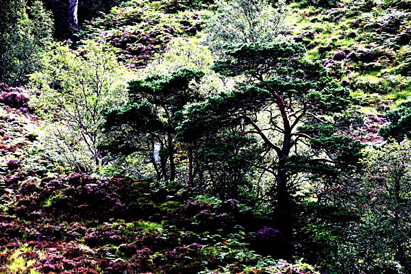 20100827_0217_2 - SCOTLAND 2010