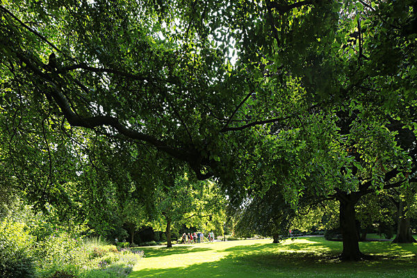 IMGL7751 - MUSEUM GARDENS