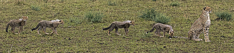  - MASAI MARA, KENYA  OCT 2014