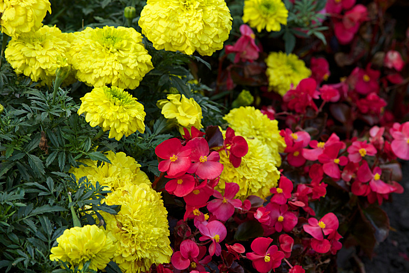 SEPTEMBER 2014-3 - FOUR SEASONS MUSEUM GARDENS