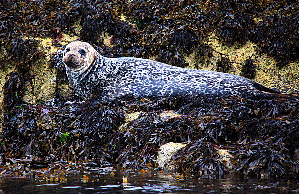 IMG_7013_2 - SCOTLAND 2010