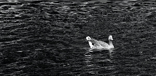  - DRAGON BOAT RACE 2009   2