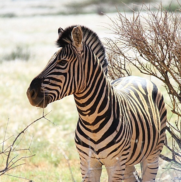 IMG_4817 - Version 2 - NAMIBIA 2012