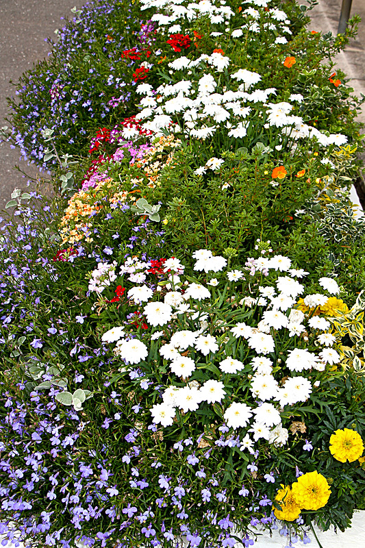 IMG_7247_2 - MALTON IN BLOOM 2017