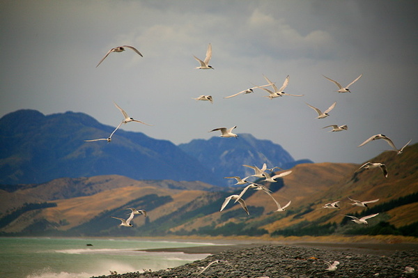 NEAR KAIKURA - NEW ZEALAND