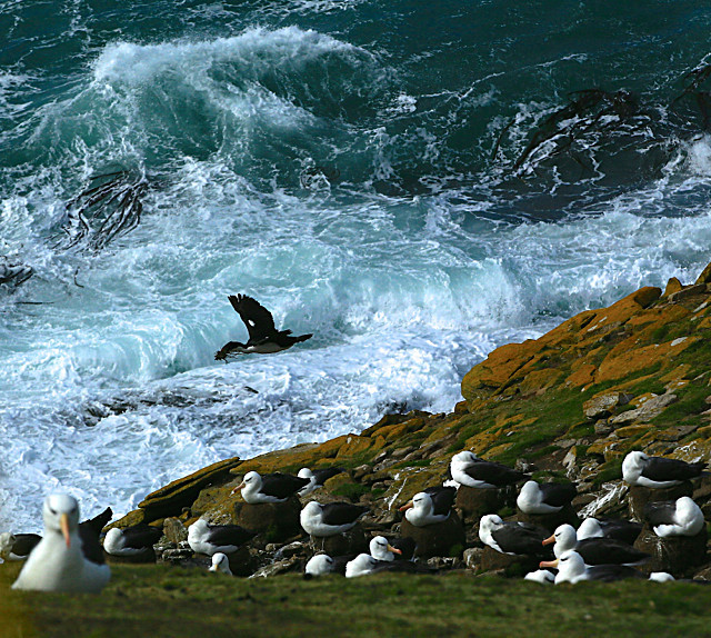  - ANTARCTICA NOV 2014