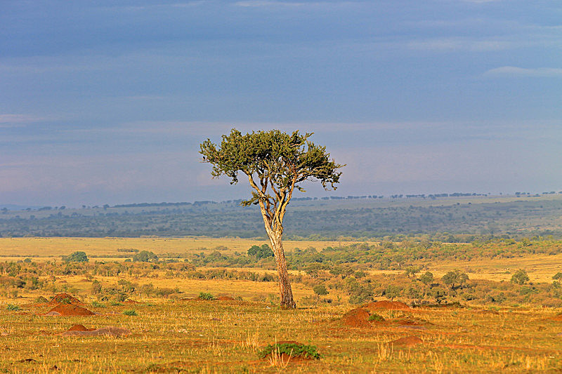  - MASAI MARA, KENYA  OCT 2014