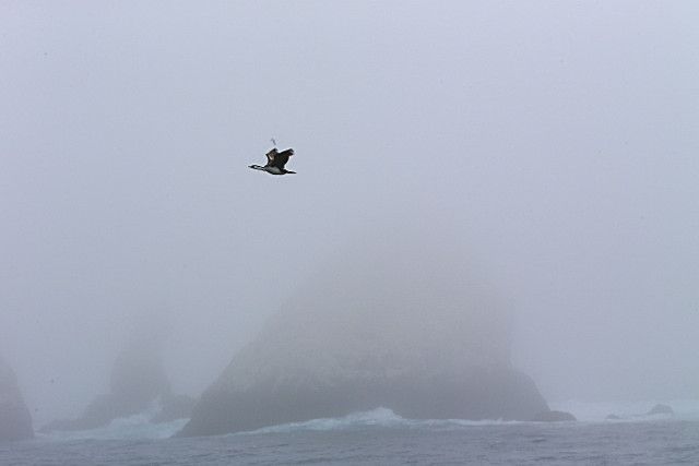  - ANTARCTICA NOV 2014