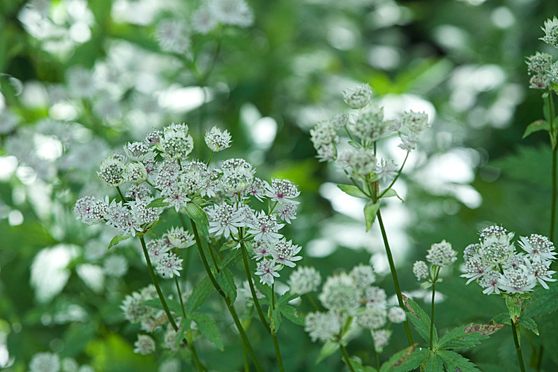 JULY 2014 -4 - FOUR SEASONS MUSEUM GARDENS