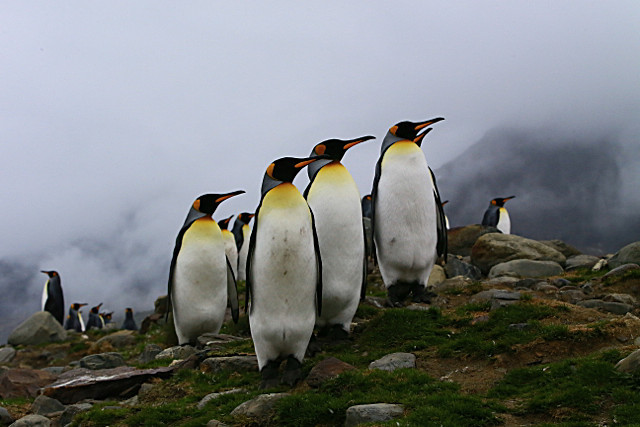  - ANTARCTICA NOV 2014