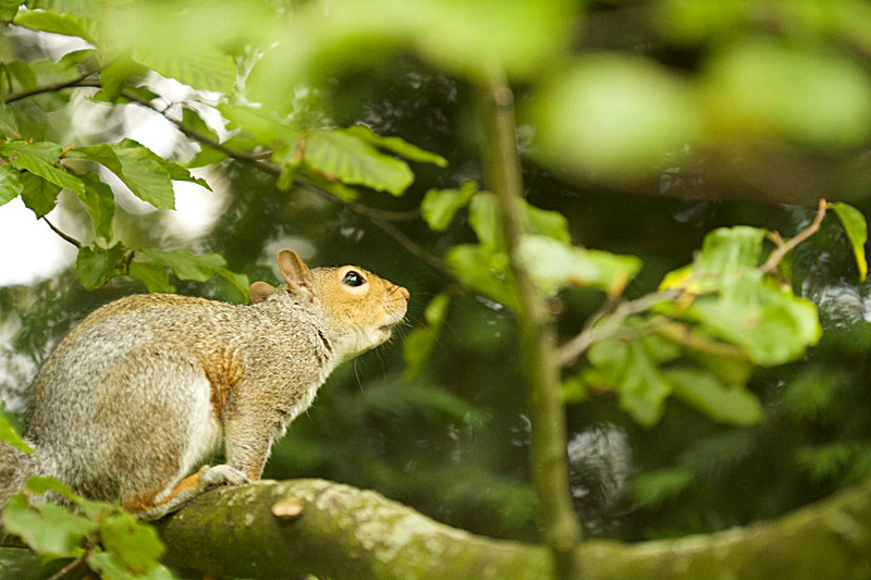 SEPTEMBER  2014   -9 - FOUR SEASONS MUSEUM GARDENS