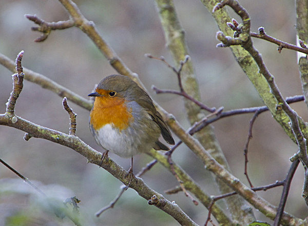IMG_6765 - ROBIN IN THE FROST - Version 3 - YORK SNOW 2008