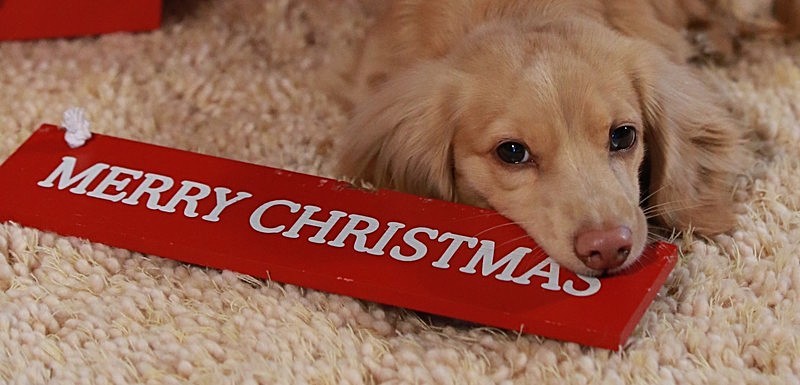 Merry Christmas Teddy - CHRISTMAS SHOPPING  AT TEDDY MAXIMUS - As seen in Dec 2015 'Vogue Magazine'