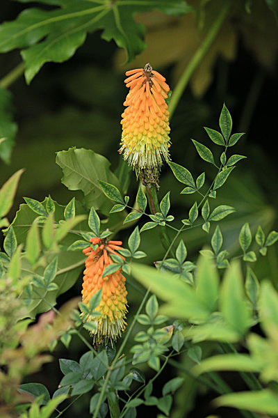 IMGL5681_2 - MUSEUM GARDENS