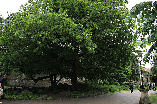 IMG_7683 - MUSEUM GARDENS