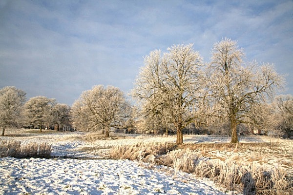 IMG_2066 FROSTED KNAVESMIRE  -13 copy - YORK SNOW 2013