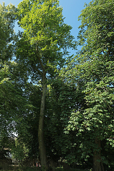 IMGL7768 - MUSEUM GARDENS
