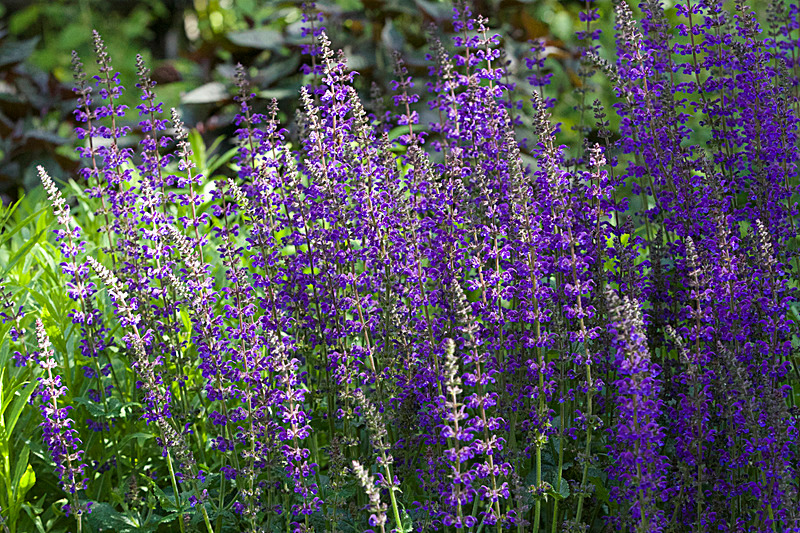 JUNE 2015-36 - FOUR SEASONS MUSEUM GARDENS