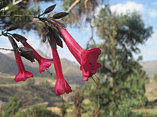 IMG_6921 - SOUTH AMERICA 2012