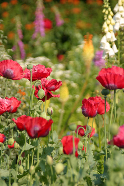 1 Poppies and Foxgloves - FLOWERS
