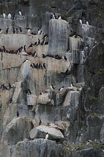 IMG_7979_2 - SVALBARD 2013