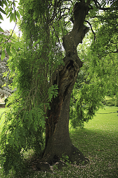 IMG_7556_2 - MUSEUM GARDENS