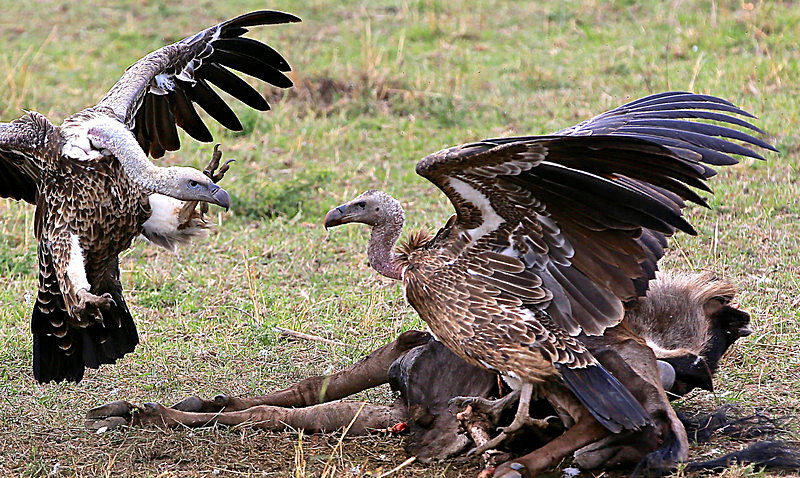  - MASAI MARA, KENYA  OCT 2014