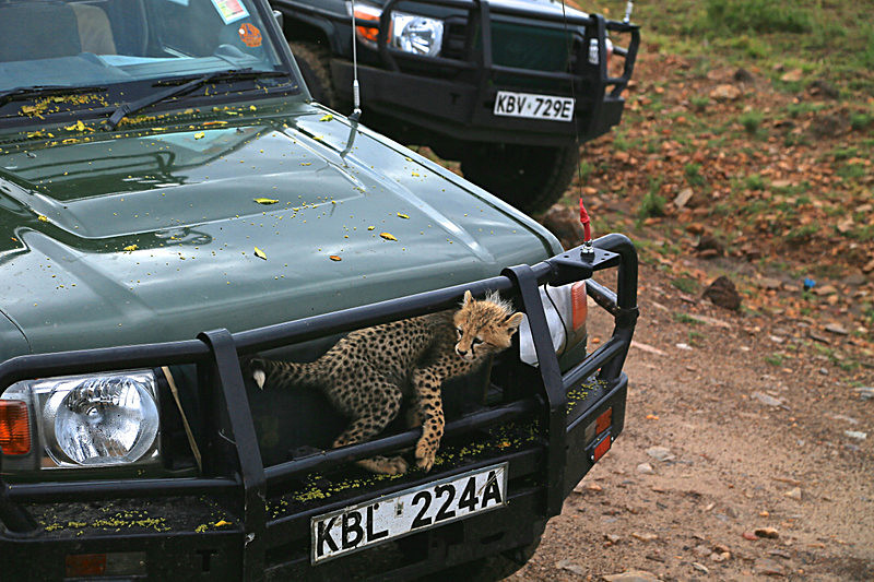  - MASAI MARA, KENYA  OCT 2014