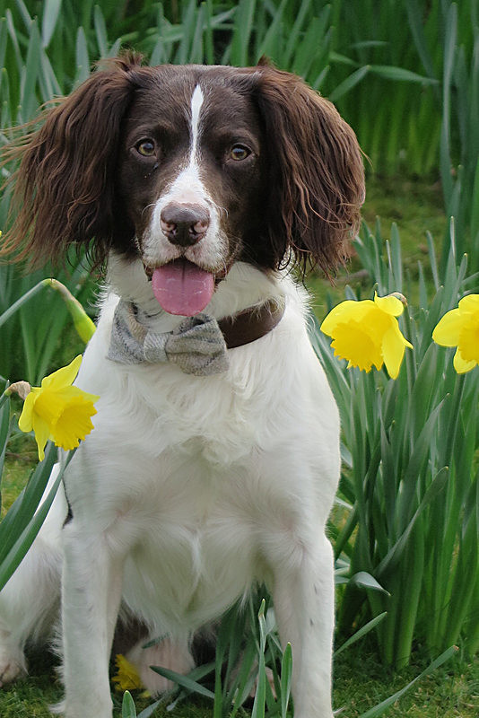 IMG_0776 - TEDDY MAXIMUS at Crufts March 2016. https://teddymaximus.com/