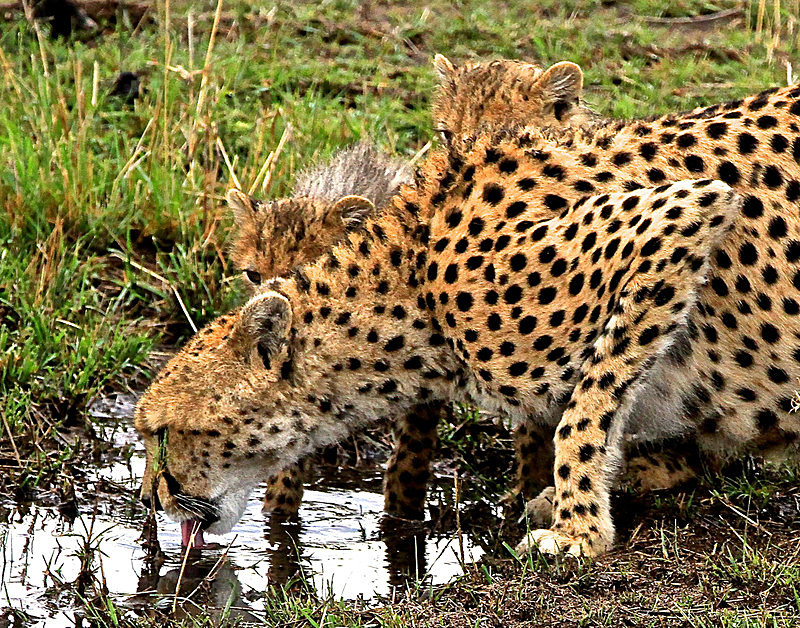  - MASAI MARA, KENYA  OCT 2014