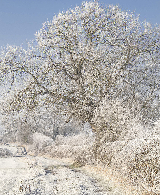 100_4818-3 ROBINS IN THE BLEAK MID WINTER   - PORTFOLIO 2015