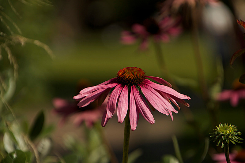 AUGUST 2014   - FOUR SEASONS MUSEUM GARDENS