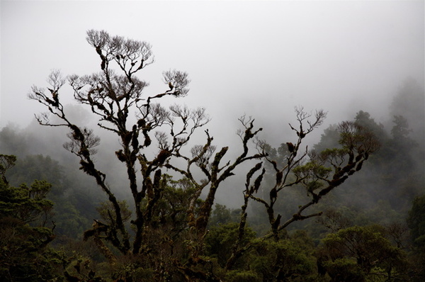 WAIPOUA FOREST ON WAY TO PAIHIA - NEW ZEALAND