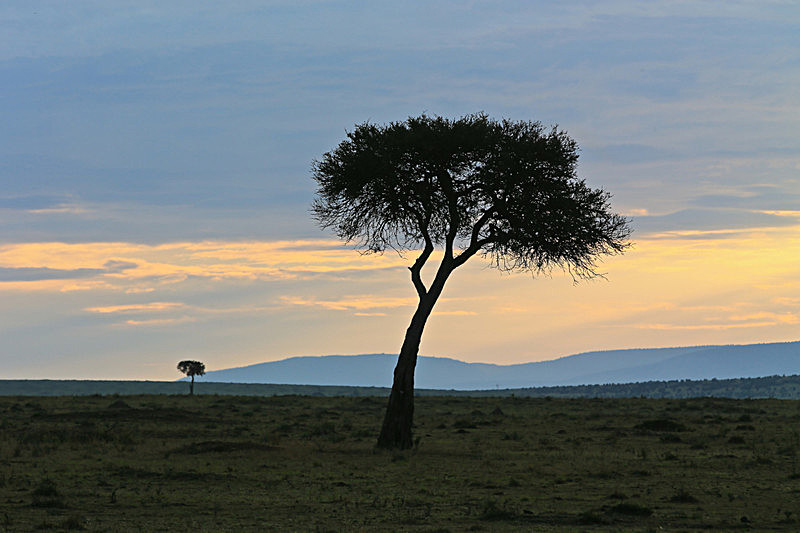  - MASAI MARA, KENYA  OCT 2014