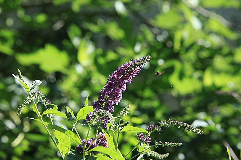 JULY 2014  -20 - FOUR SEASONS MUSEUM GARDENS