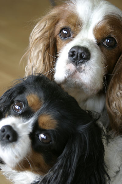 3  Charlie and Eddie - ANIMALS
