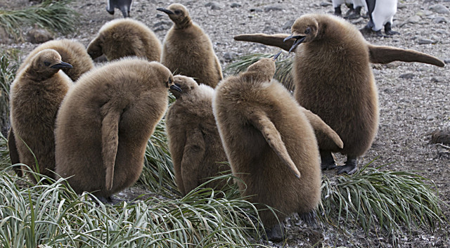  - ANTARCTICA NOV 2014
