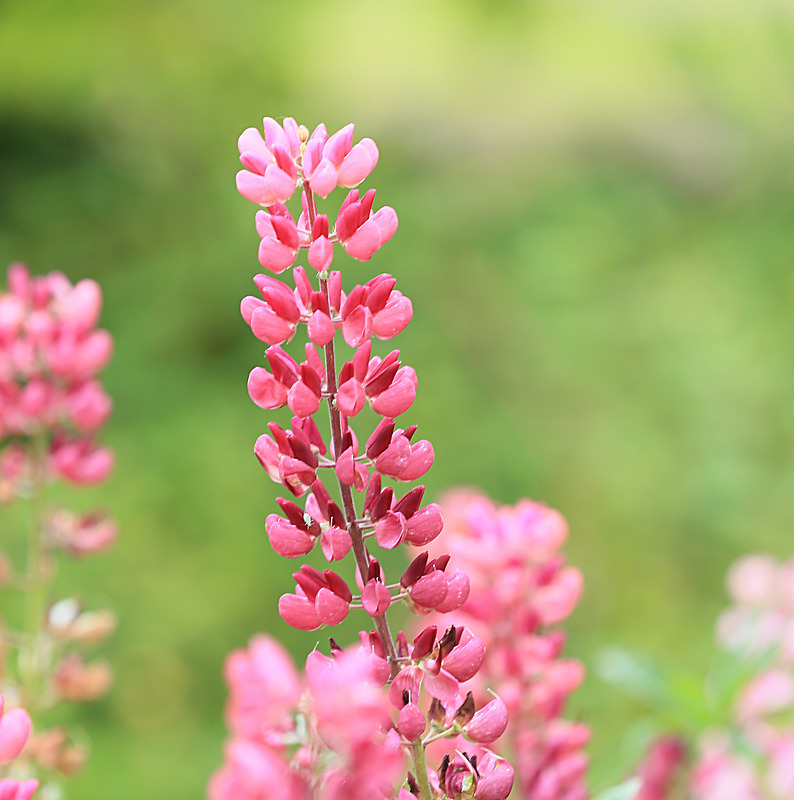 JUNE 2014-12 - FOUR SEASONS MUSEUM GARDENS
