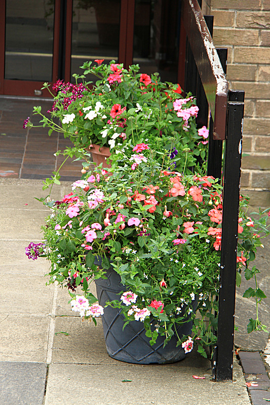 IMG_7568 - MALTON IN BLOOM 2017