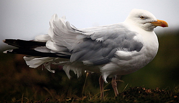 20100831_0244_2 - SCOTLAND 2010