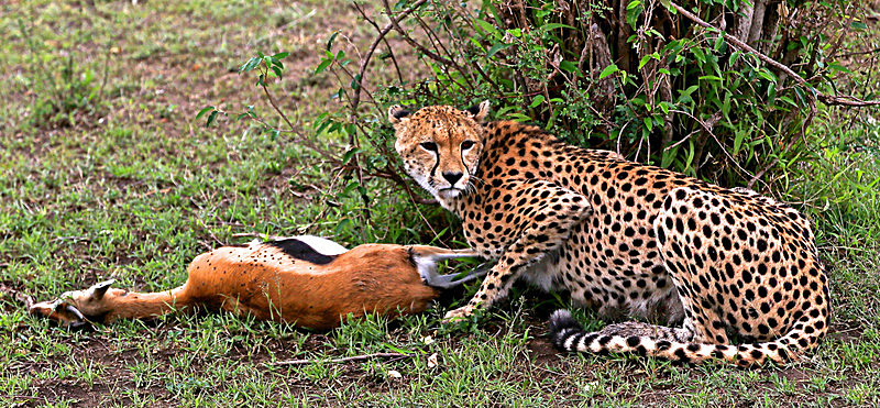  - MASAI MARA, KENYA  OCT 2014